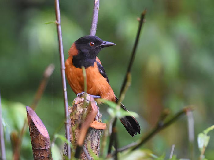આ ચિડિયાની અંદર છે કોબરા ઝેર, ટચ કરવાથી જશે જીવ 3 Hooded Pitohui 4 2024 04 0ab6b4f9a2e9a5019aa05c6f4b045250