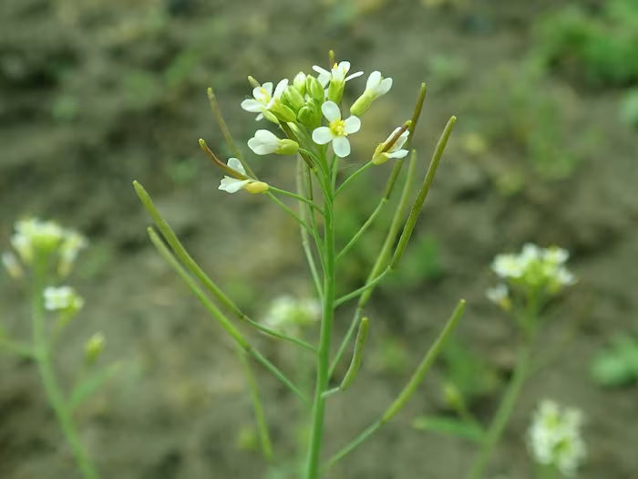 Plant Arabidopsis thaliana 401 WC 2024 03 9a32875fa21576a764856fc61f222ebb
