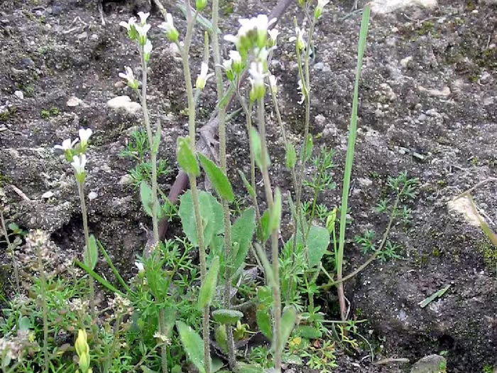 Plant Arabidopsis thaliana 402 WC 2024 03 247c5dbffebd8d050d6af28938191002