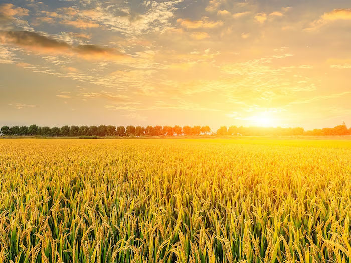 Rice Crop 201 1200 900 shutterstock 2024 03 b110b4f4d883a07e7e77d9d761d4fe30