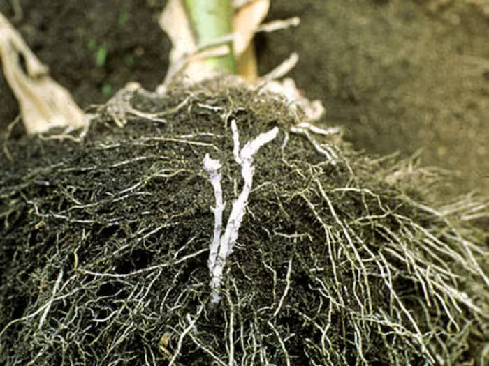 Roots 205 1200 900 Wikimedia commons 2024 03 a9b63b7942c0c4696030a32059873b84