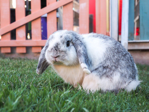 8 week old Mini Lop Bunny has people captivated The Coronado News