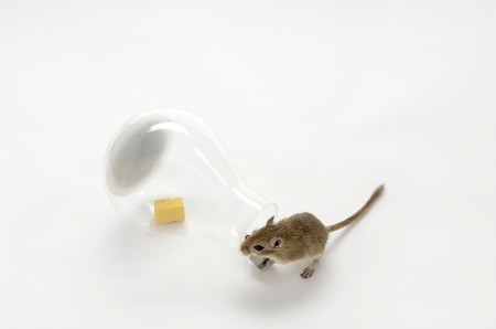 20071109-mouse-in-a-lightbulb-2-web.jpg