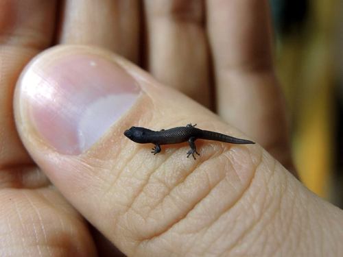 Sphaerodactylus nicholsi