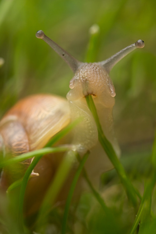 snail grass