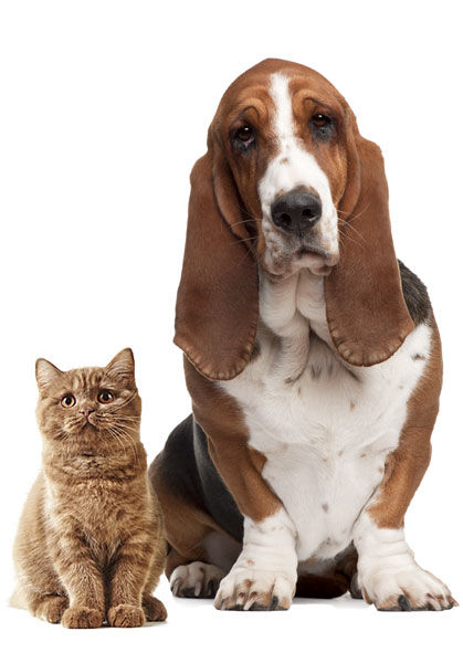 Dog-Cat
