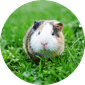 Small Animals