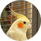 Bird Food & Supplies