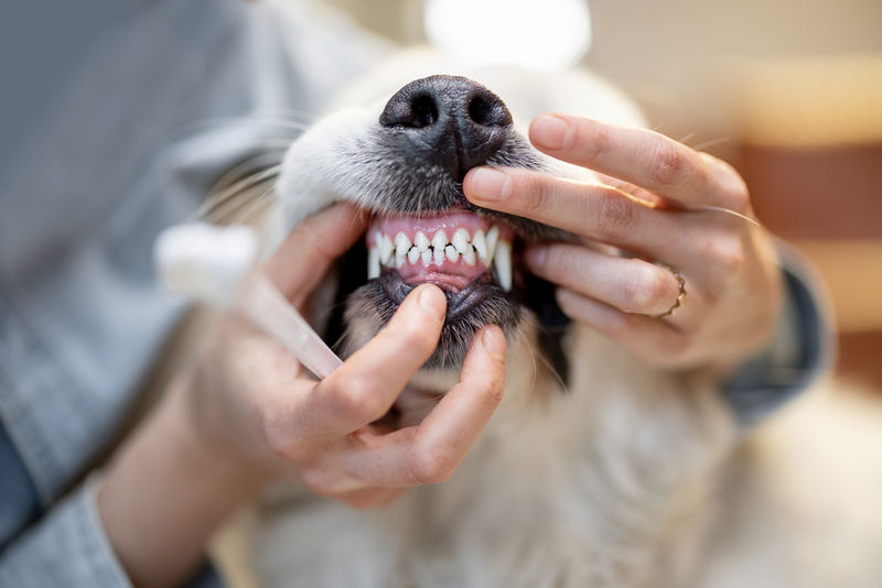 Natural Awakenings Hudson Magazine: Dental Care for Your Pet