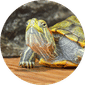 Reptiles & Supplies