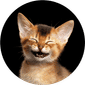 Cat Food & Supply