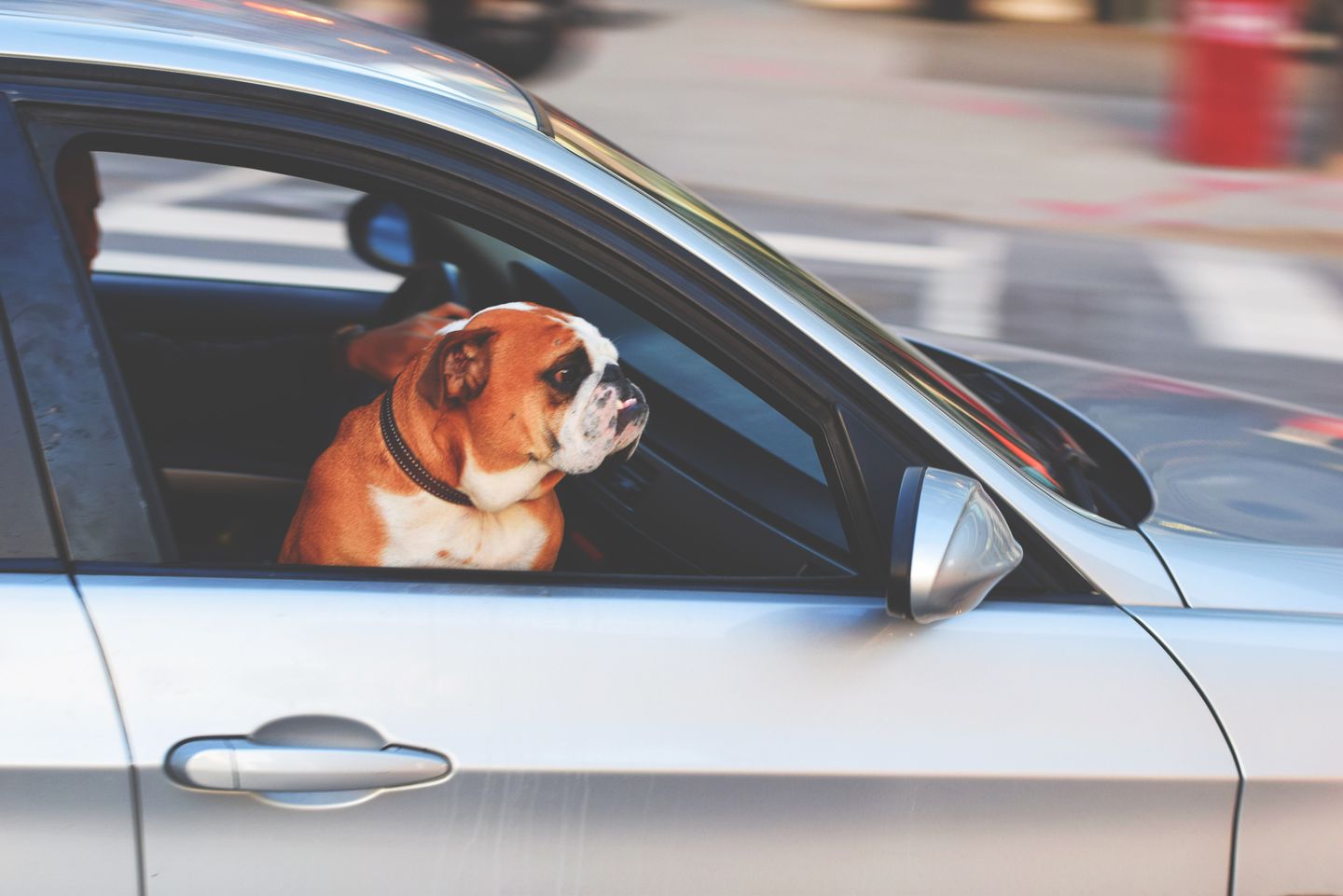 Pet Travel Tips