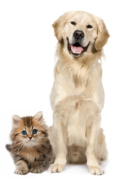 Dog-Cat