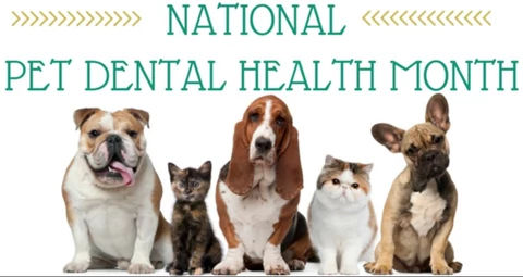 CARING FOR YOUR PET'S DENTAL HEALTH - FEBRUARY IS NATIONAL PET DENTAL MONTH