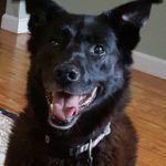 The Dog Days of Summer are Here!