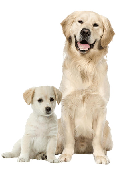 Dog-Cat