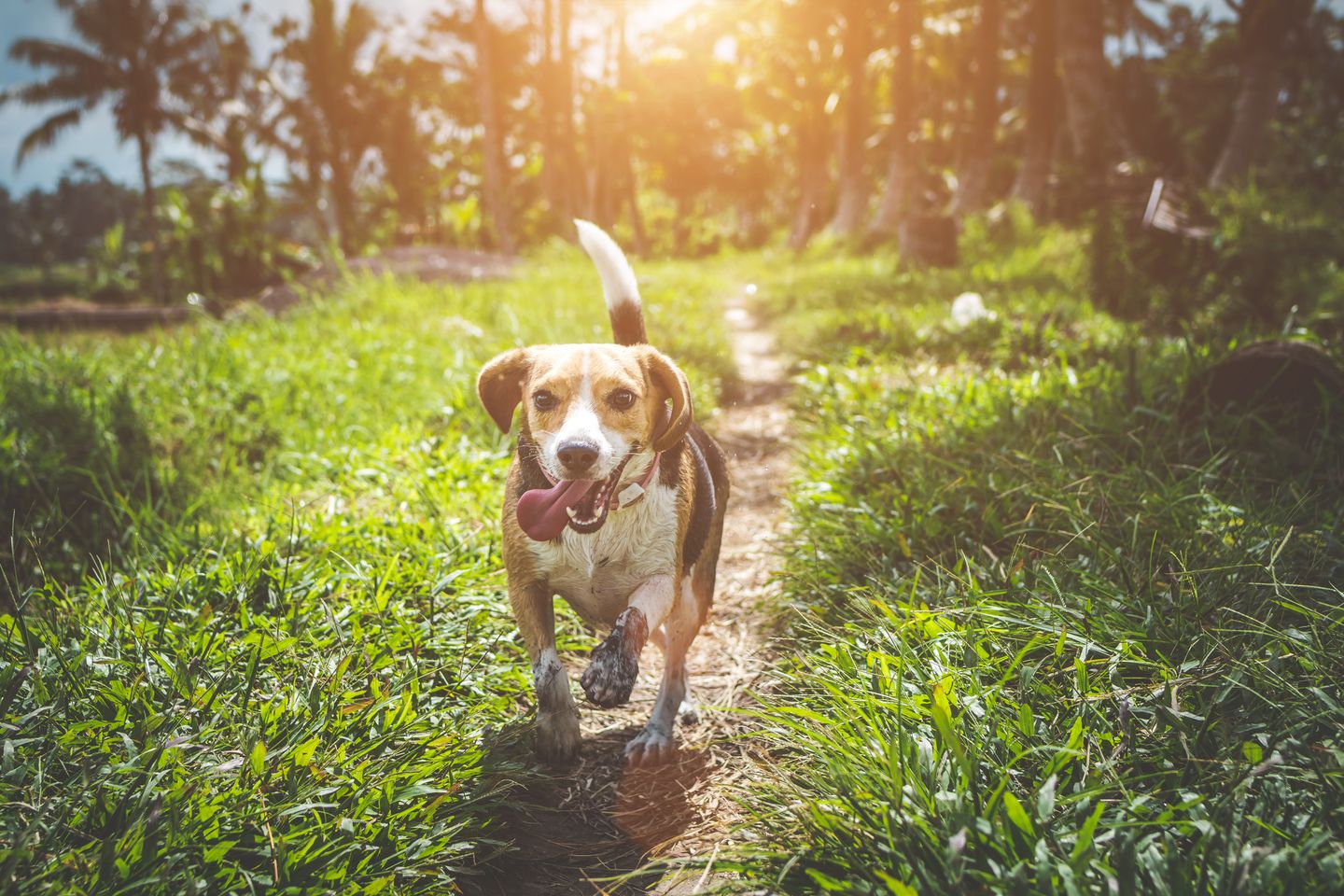 Image of blog post Bug Off! Natural Flea and Tick Prevention