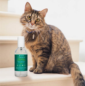 Cat Pheromones 101: Understanding Feline Stress Relief