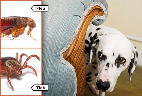 Know this about ORAL FLEA AND TICK MEDICATIONS