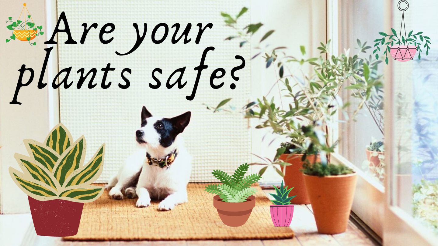 Calling all Plant Parents! Are your indoor plants safe for your pets?