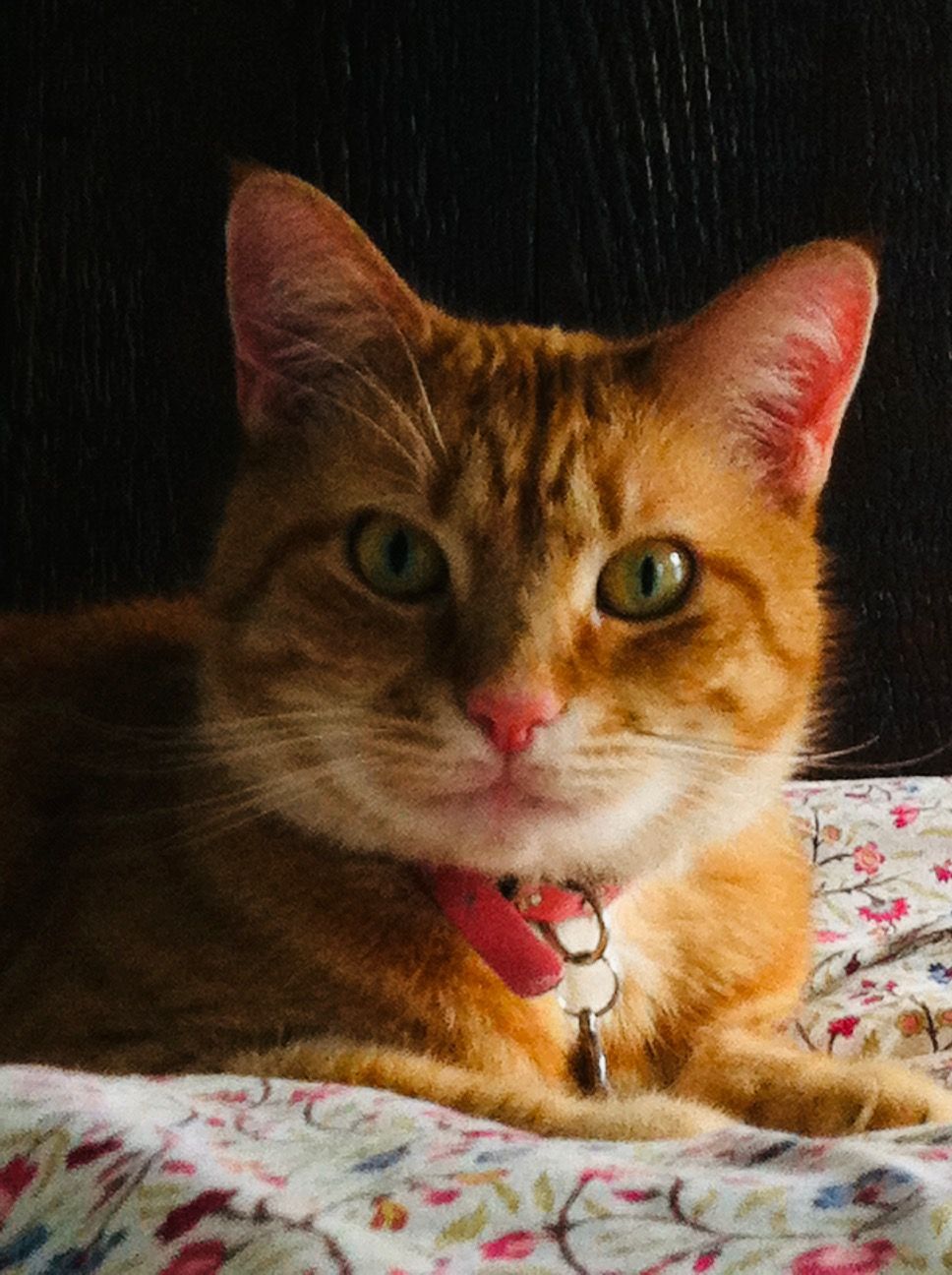 Losing A Pet (a tribute to Tiegan)