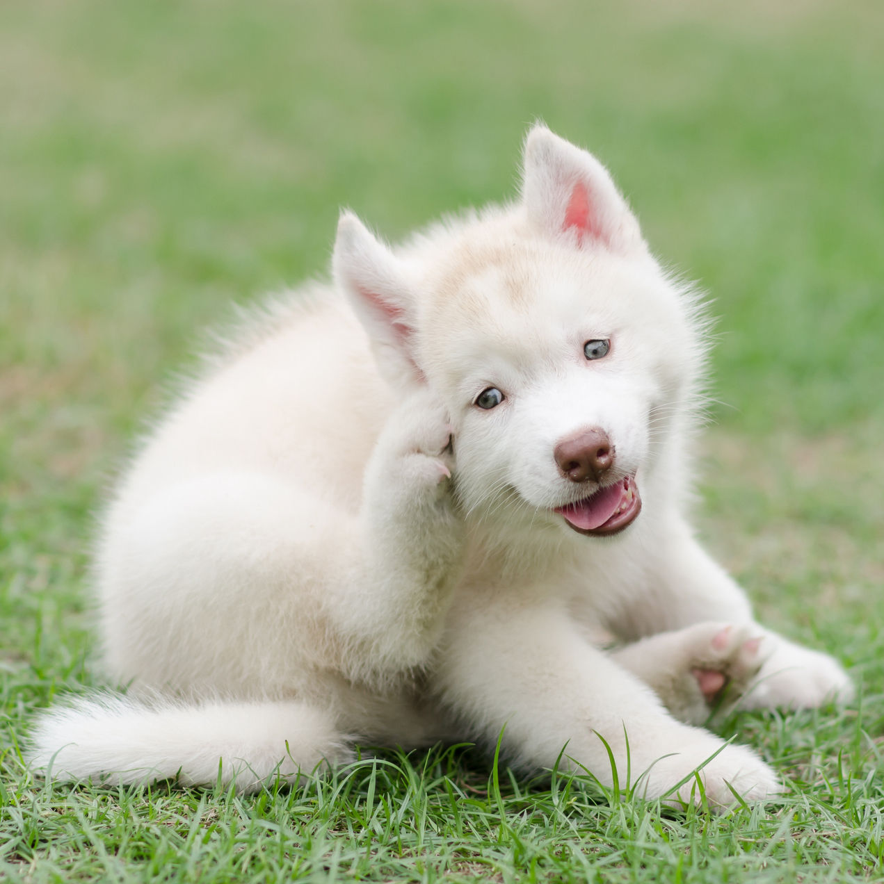 Skin Allergies And The Benefit Of Fresh Foods For Your Dog St. Louis