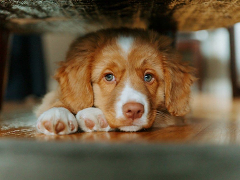 5 Ways To Help Calm Your Dog During a Thunderstorm
