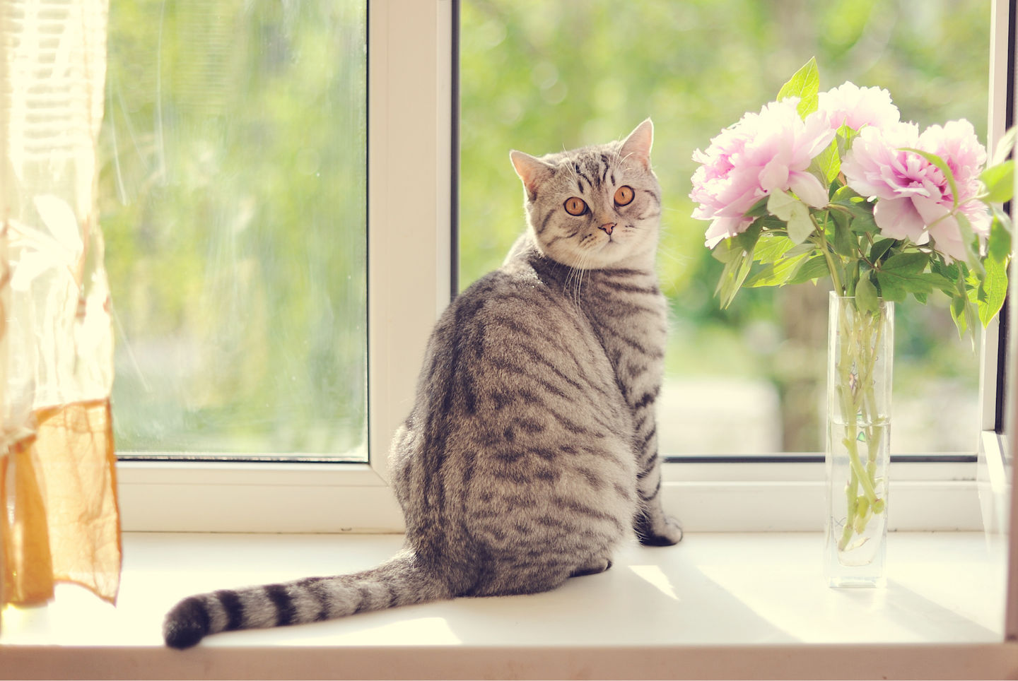 How Long Can I Leave My Cat Alone At Home? - Brockton, Massachusetts