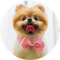 Dog Grooming