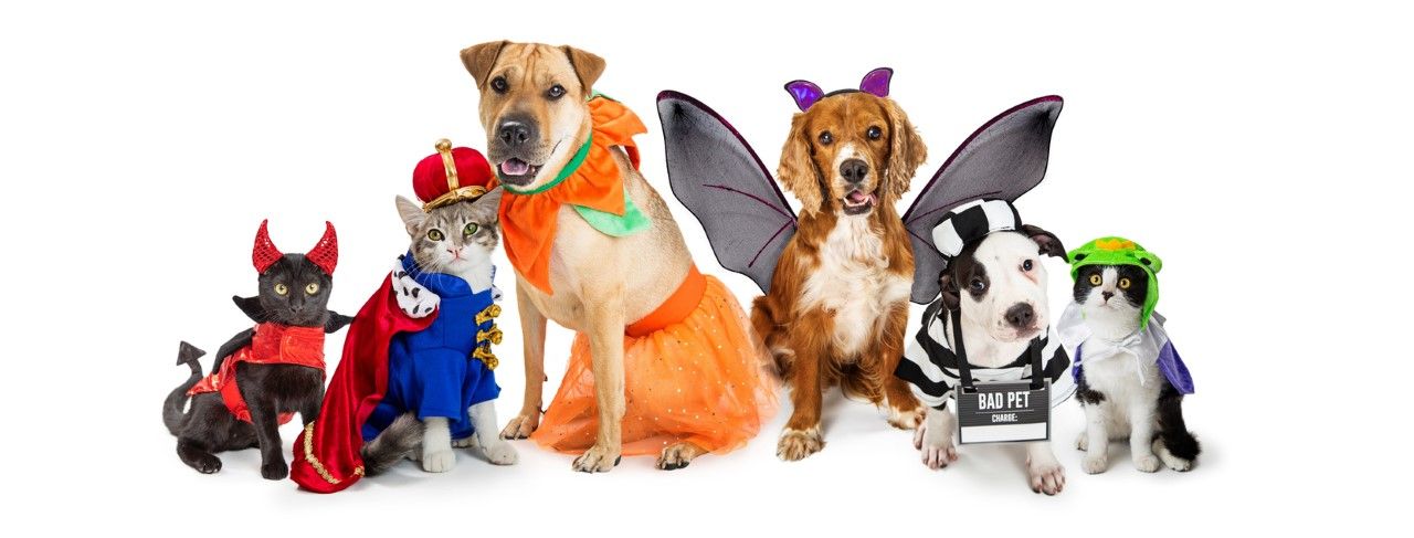 From Spooky to Silly: Our Favorite Halloween Costumes for Dogs