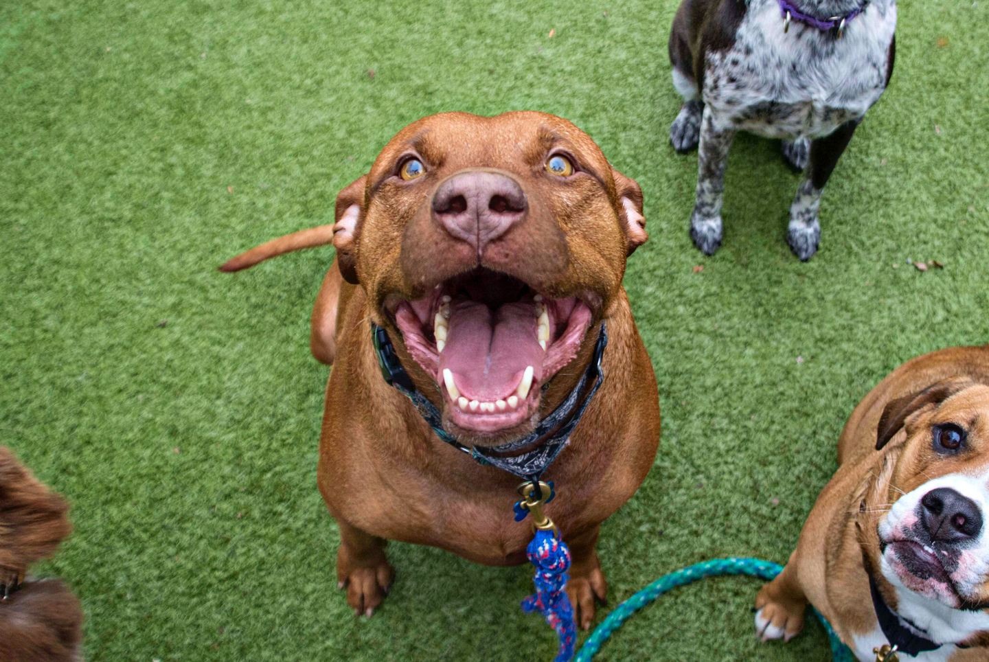 Image of blog post 5 Myths & Facts About Pitbulls