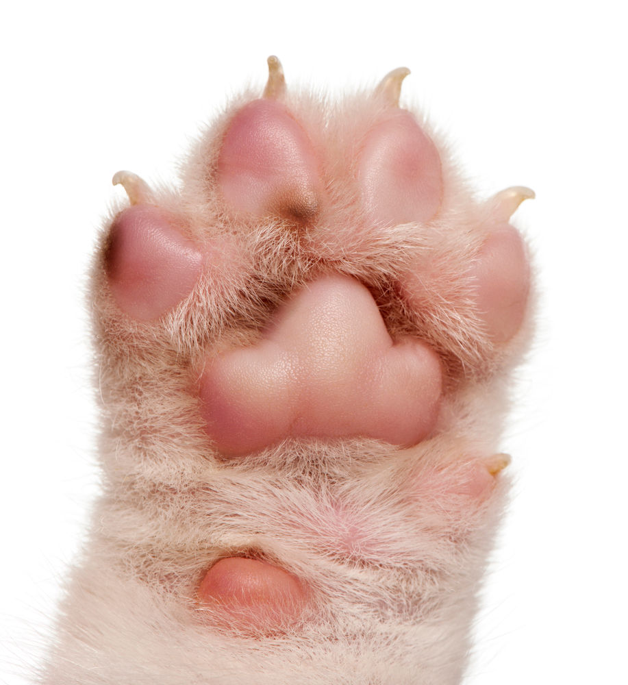 GOOD NAIL CARE IS GOOD DOG GROOMING St. Louis, Missouri