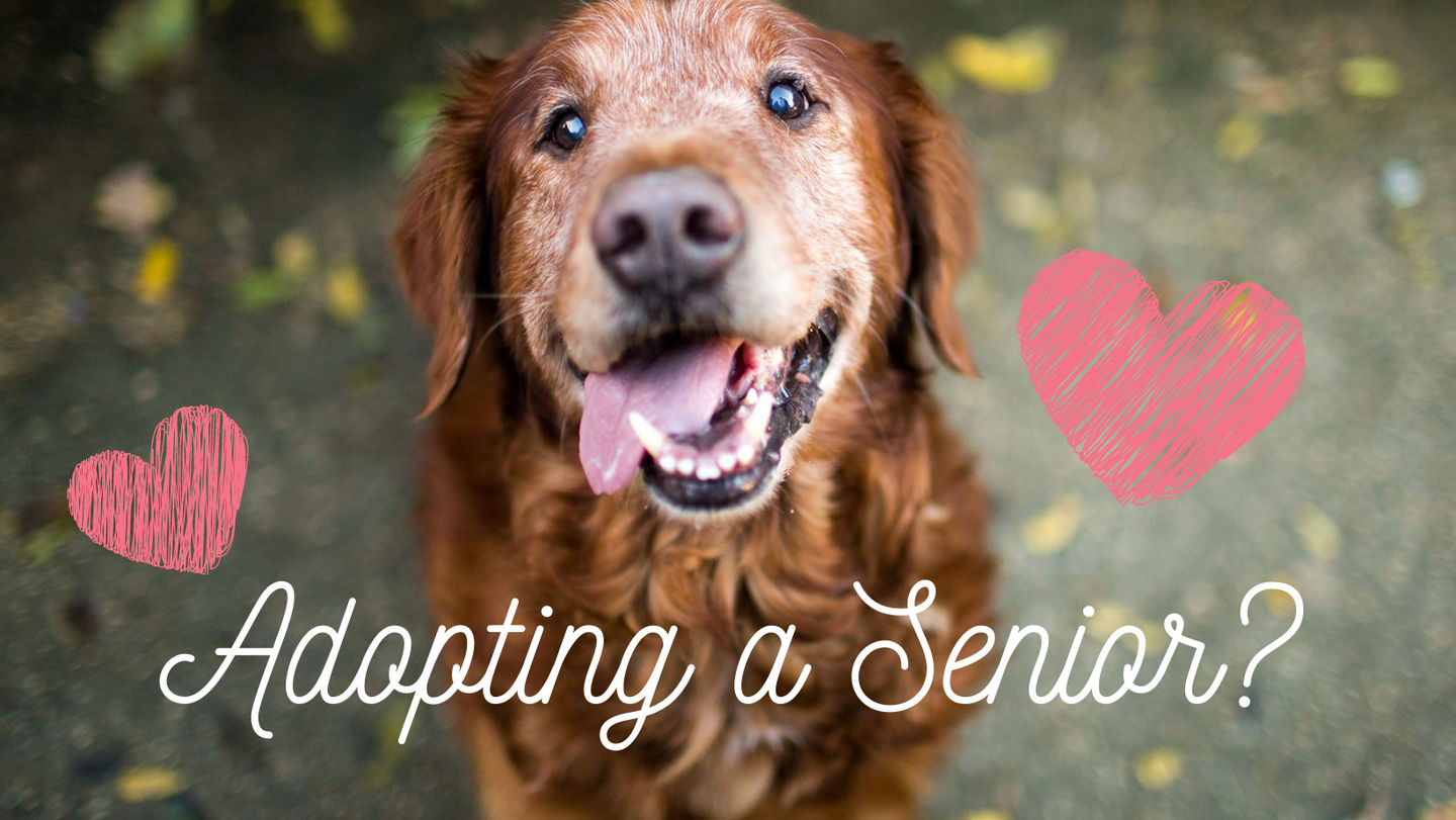 Image of blog post Are you thinking of adopting a senior pet?