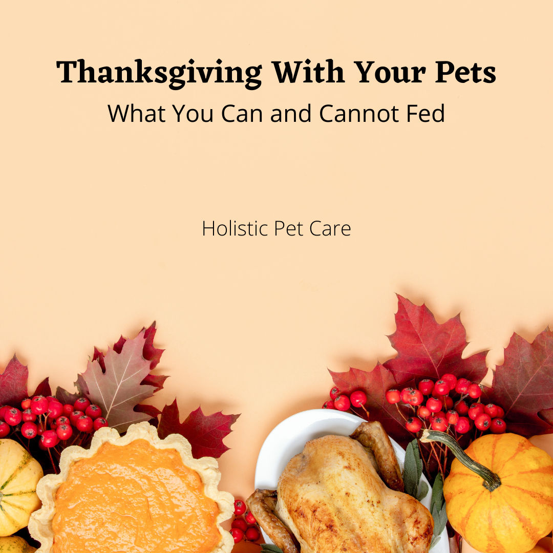 Thanksgiving With Your Pets: Foods You Can and Cannot Feed