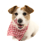 Pet Nutrition Specialist