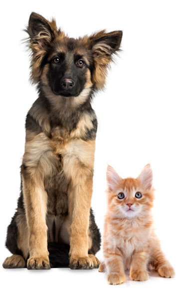 Dog & Cat Food Delivery - Pet Supplies & Treats