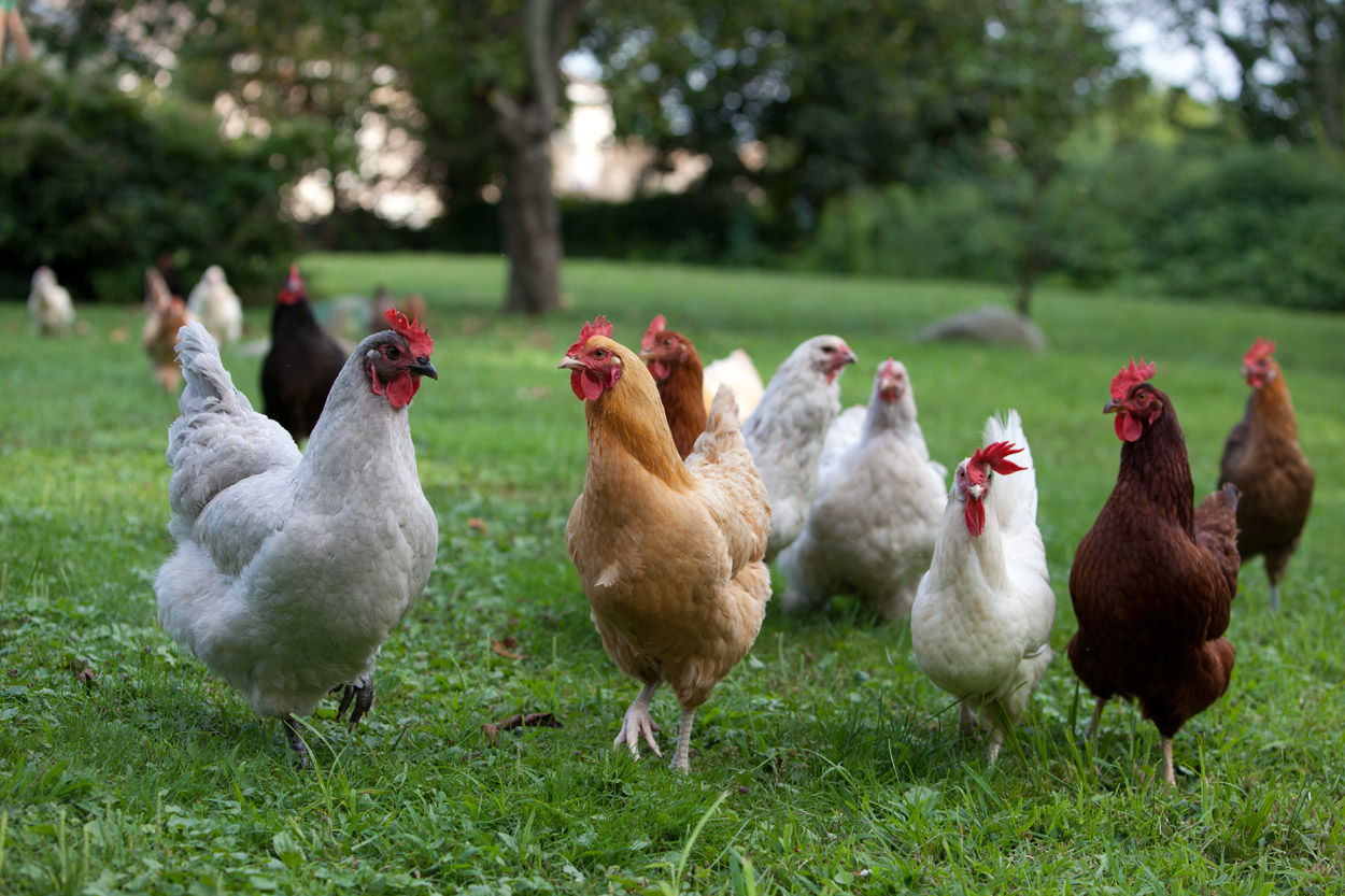 chicken