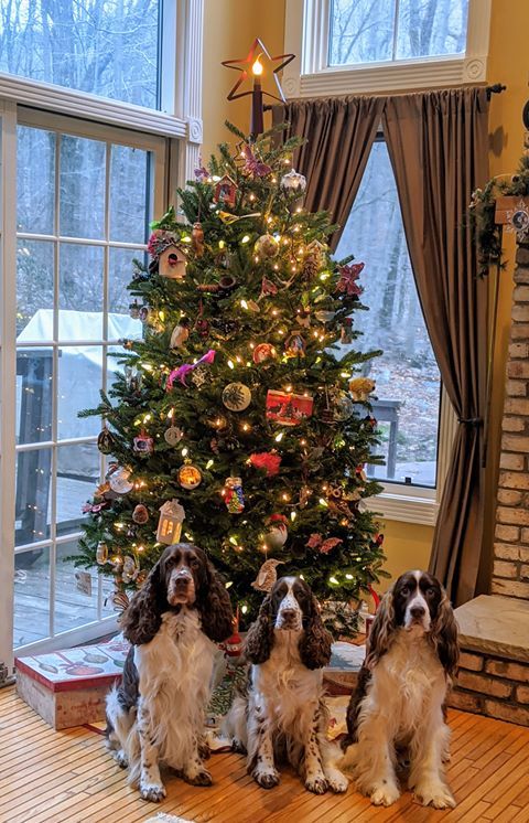 Calm pets for the Holidays!