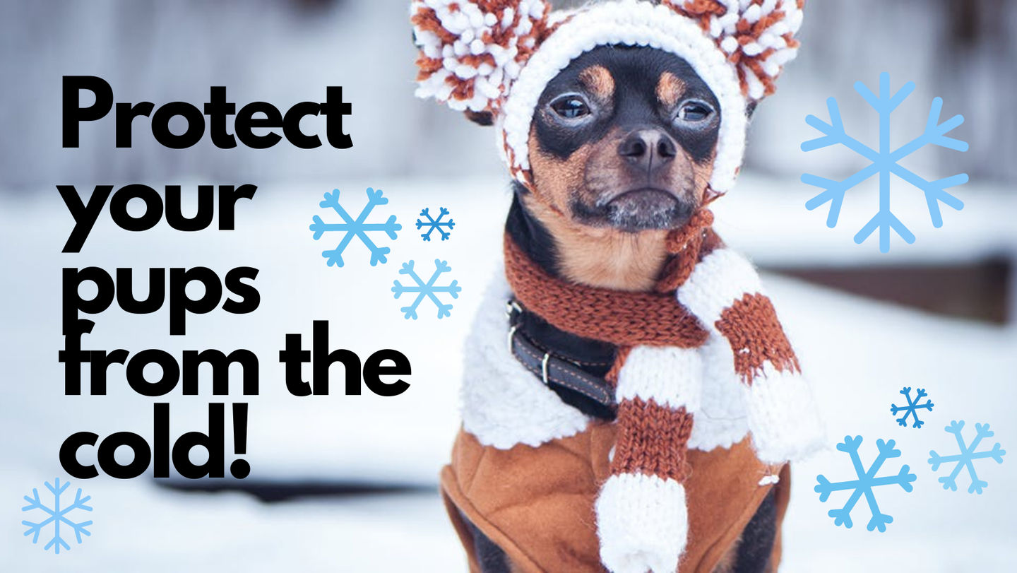Image of blog post How can you keep your pets protected this winter?