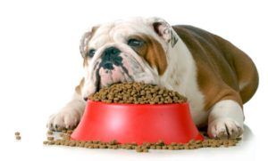 Is Grain-Free Dog Food Making Your Pet Sick?