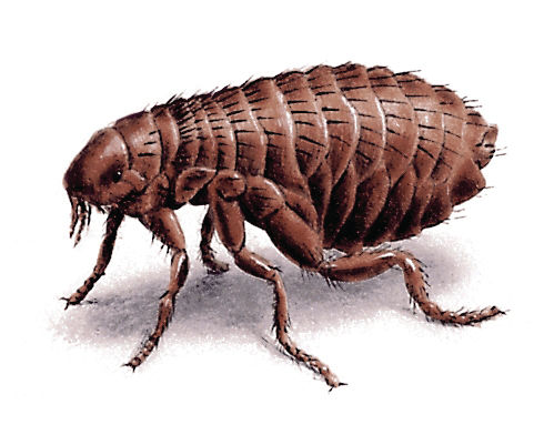 Fleas, fleas, fleas!