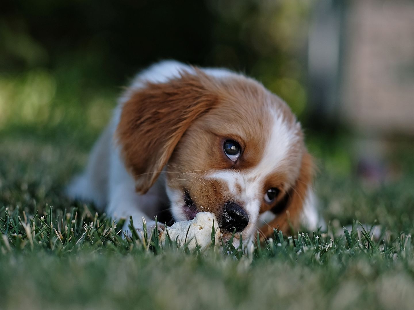 A Bone to Pick With You