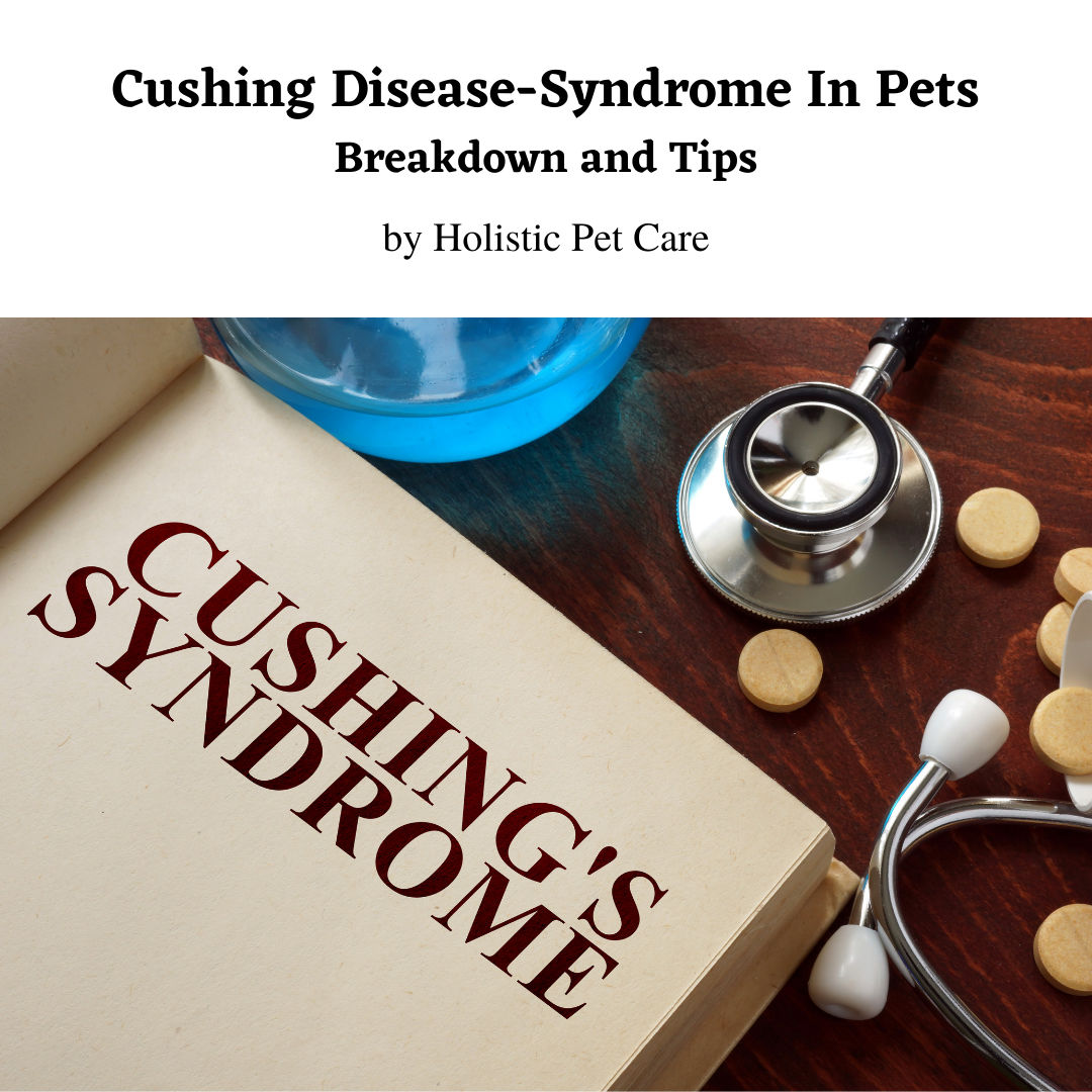 A Holistic Approach To Cushing Disease In Pets Whippany, New Jersey