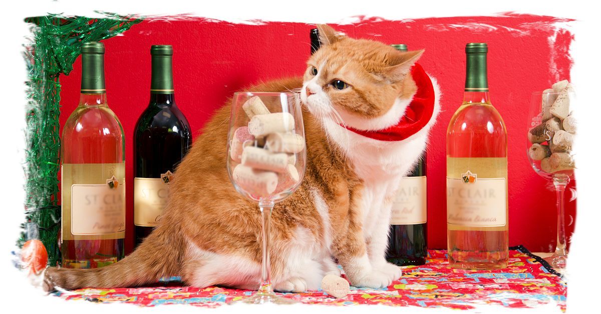 Boofy's Twelve Days of Xmas Specials (2021)