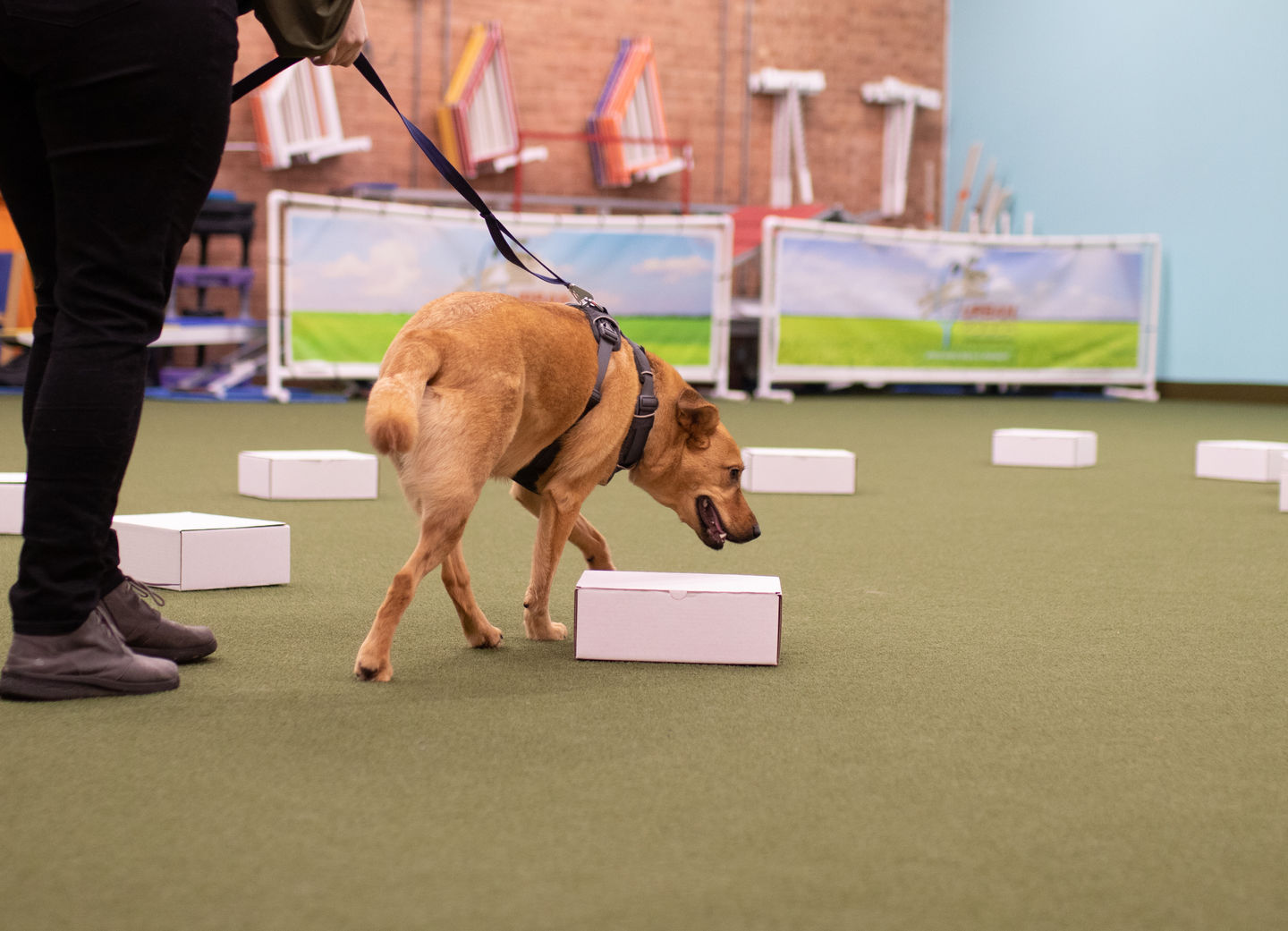 Nose Work - Ongoing - What a Great Dog! Training Center