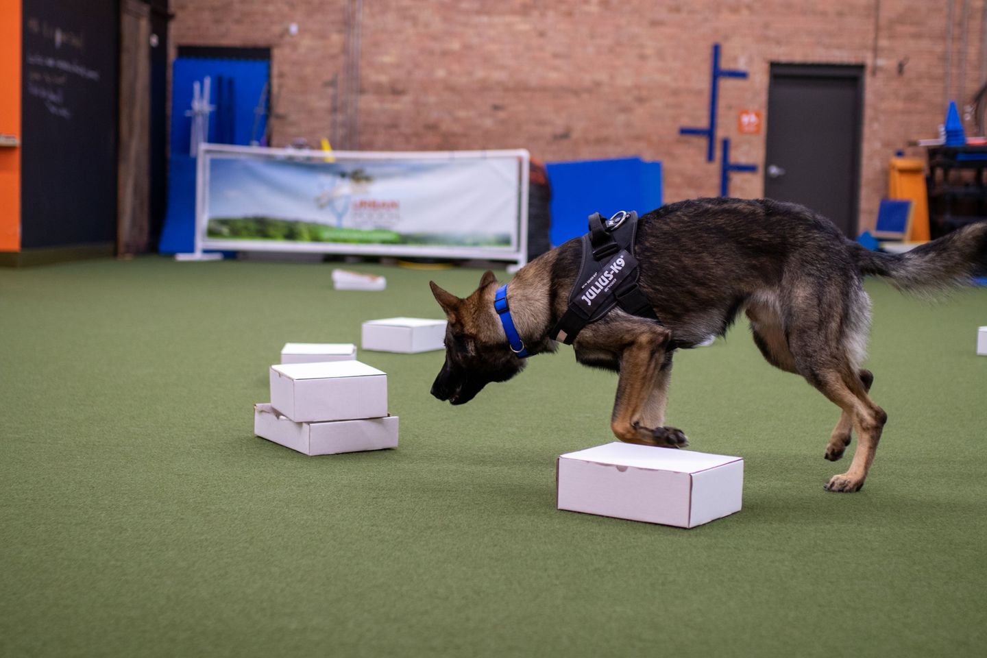 Canine Nose Work: A Sport for Dogs That Love to Sniff