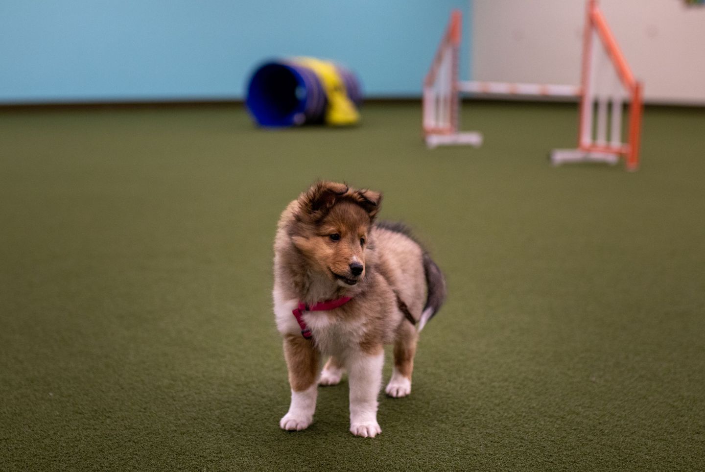 beginner dog agility classes near me