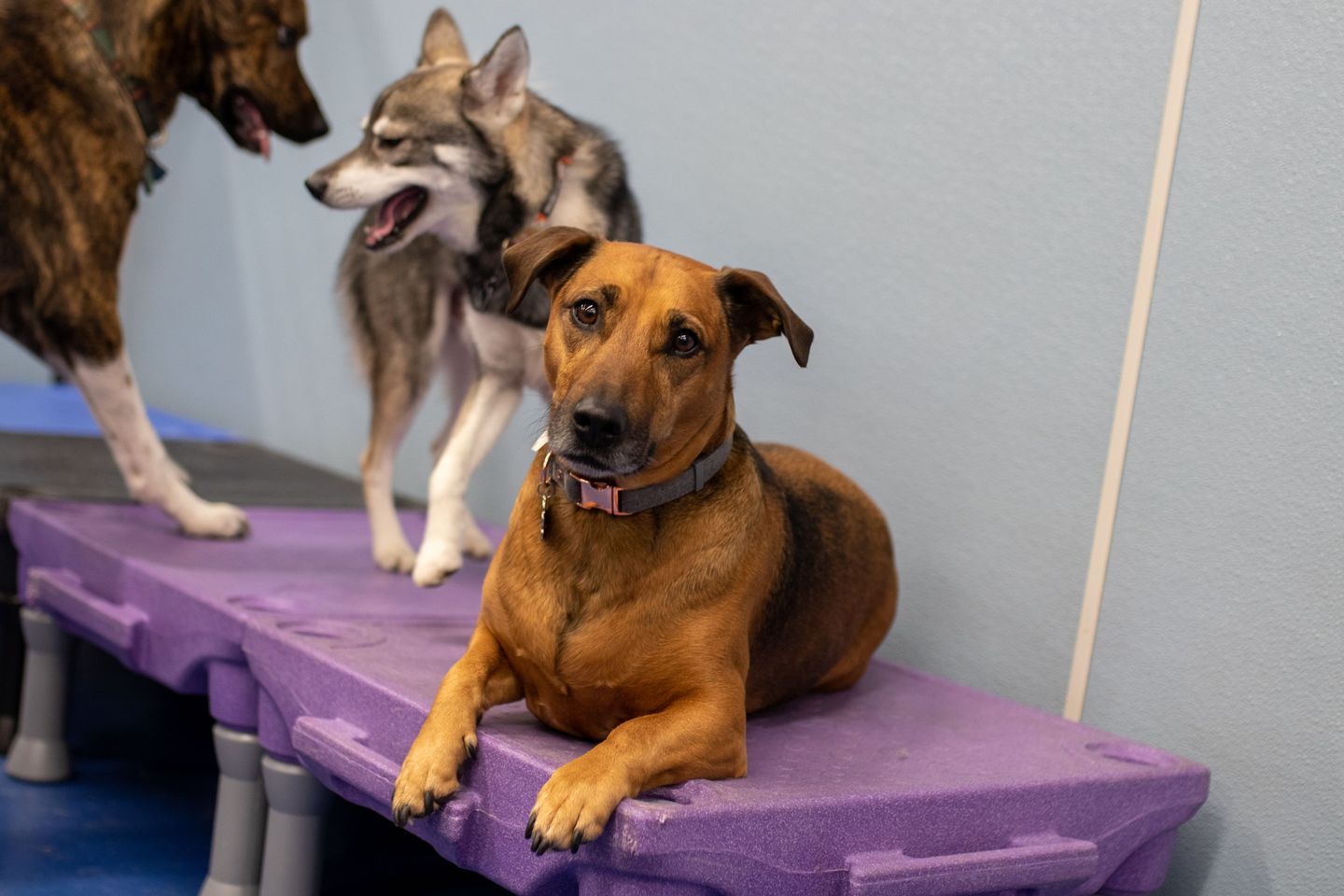 Social & Gym Sessions, Canine Enrichment Center