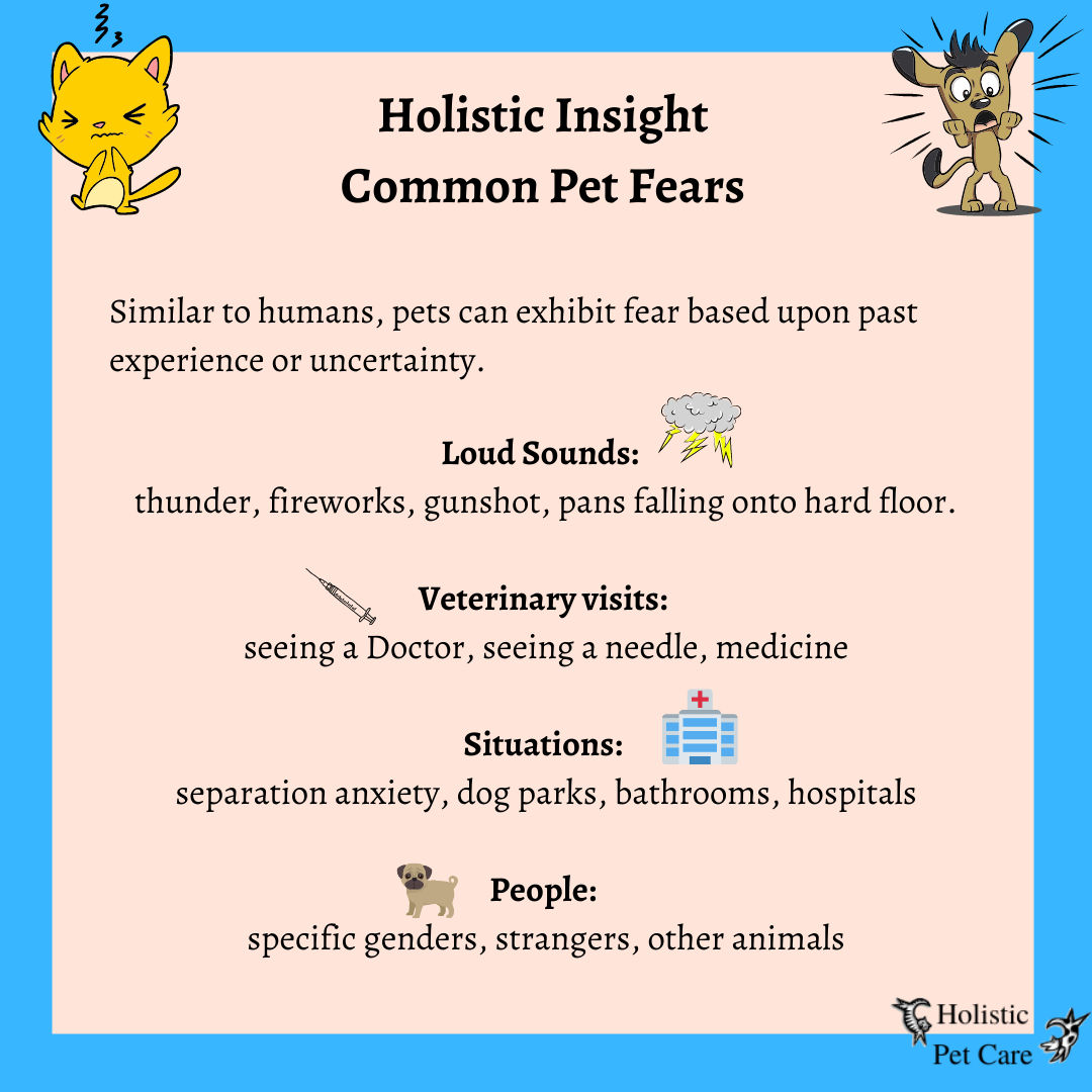 holistic-insight-common-pet-fears-whippany-new-jersey