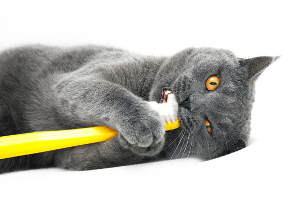 Image of blog post Purrfect Teeth!